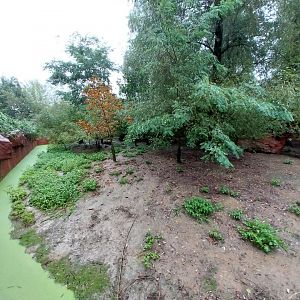 Red-necked wallaby enclosure
