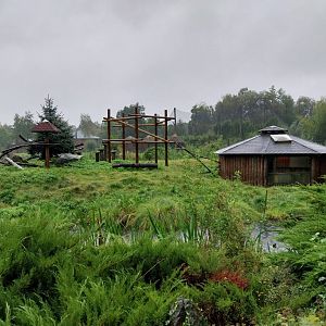 Ring-tailed lemur island