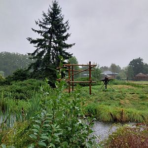 Red ruffed vari island