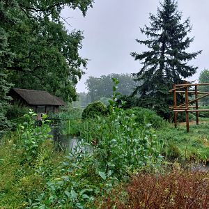 Red ruffed vari island