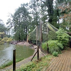 African spoonbill aviary
