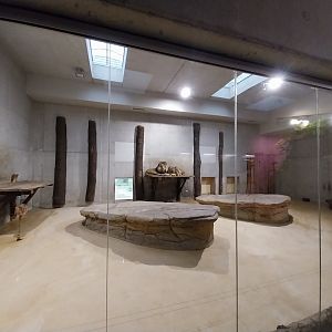 Carnivore House - Southwest African lion (Panthera leo bleyenberghii)