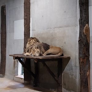 Carnivore House- Southwest African lion (Panthera leo bleyenberghii)