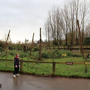 Columbian Spider Monkey Enclosure