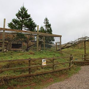 Honey Badger Enclosure