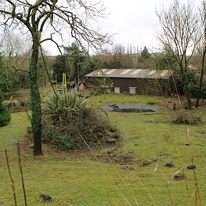 Linnaeus's Two-Toed Sloth & Sulcata Tortoise Enclosure