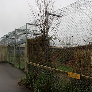 Barbary Lion Enclosure