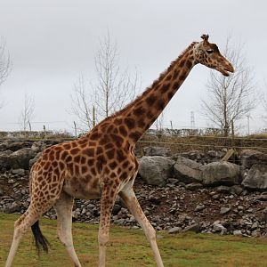 Kordofan Giraffe