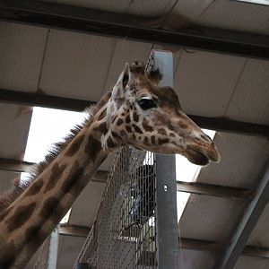 Kordofan Giraffe Portrait
