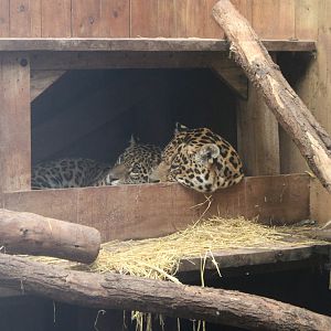 Sleepy Jaguars