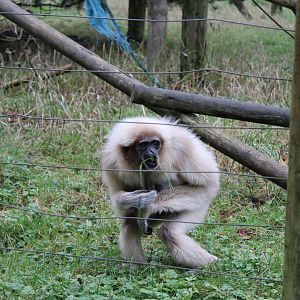 Lar Gibbon