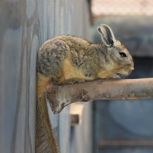 Viscacha