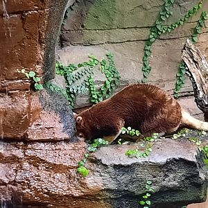 Matschie's Tree Kangaroo