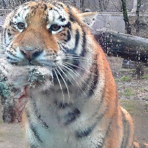 "Look at this. I hunted this. Be proud"