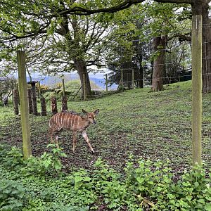 Nyala viewed from outside the zoo 5.5.24
