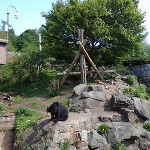 Sun bear and enclosure 11.5.24