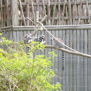 Ring-tailed lemurs 11.5.24