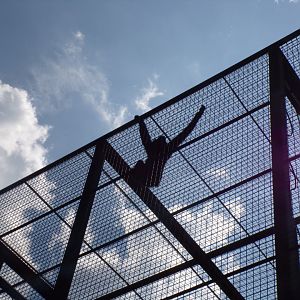 Buff-cheeked gibbon 11.5.24