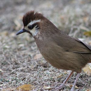 White-browed Laughing Thrush (Pterorhinus sannio)