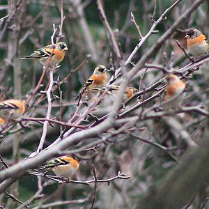 Bramblings (Fringilla montifringilla)