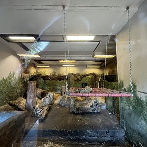 Sun bear indoors (0.5 version) 20.5.24