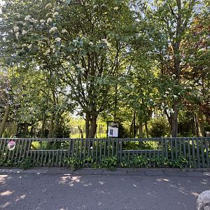 Southern cassowary enclosure 20.5.24