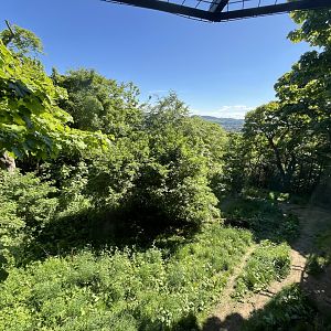 Asiatic lion enclosure 20.5.24