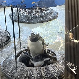 Gentoo penguin chicks 20.5.24