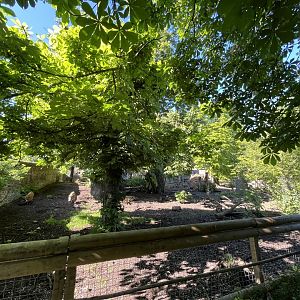 Red river hog temporary enclosure 20.5.24