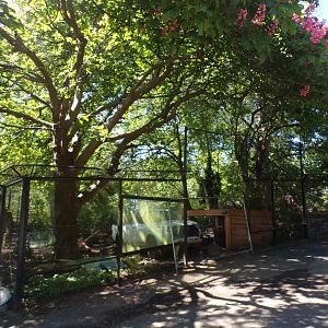 Red river hog enclosure construction 20.5.24