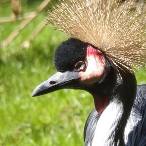 East African crowned crane 20.5.24