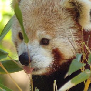 Red panda 20.5.24
