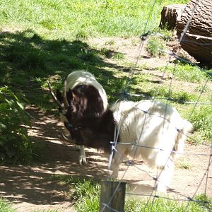 Bagot goats 20.5.24