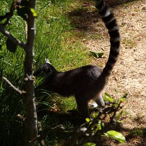Ring-tailed lemur 20.5.24