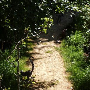 Ring-tailed lemurs in the shade 20.5.24