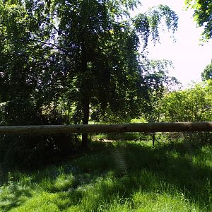Ring-tailed and Red-bellied lemur enclosure 20.5.24