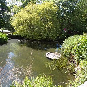 Pond in the zoo 20.5.24