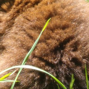 Red-bellied lemur closeup 20.5.24