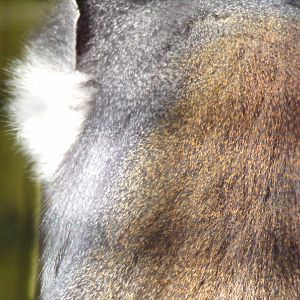 L’hoest’s monkey closeup 20.5.24