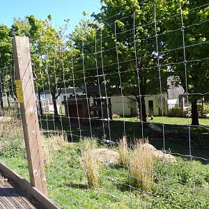 Markhor enclosure 20.5.24