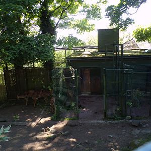 Nyalas in the shade 20.5.24