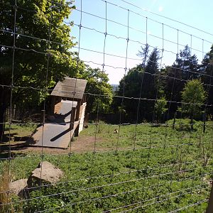 Markhor enclosure 20.5.24