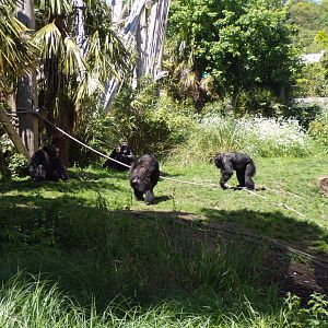 Chimpanzees 20.5.24