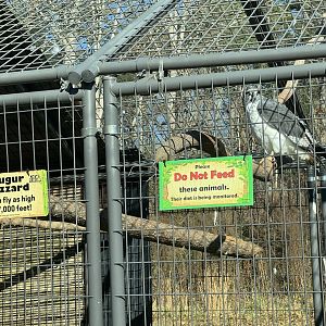 North Georgia Zoo - Augur buzzard