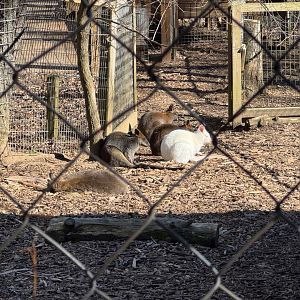 North Georgia Zoo - Red-necked and swamp wallabies