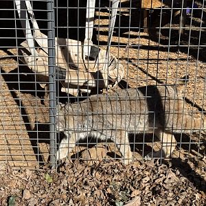 North Georgia Zoo - Canada lynx