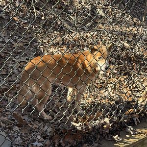 North Georgia Zoo - New Guinea singing dog