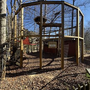North Georgia Zoo - Lar gibbon exhibit