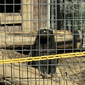 North Georgia Zoo - Honey badger