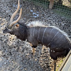 North Georgia Zoo - Nyala